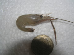 Macrobrachium equidens