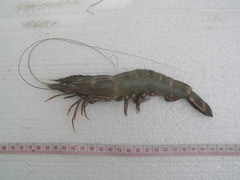 Penaeus