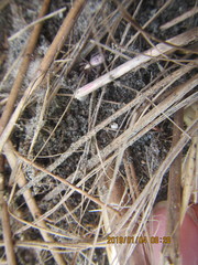 Scotophaeus pretiosus