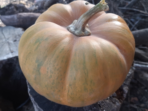 Squash