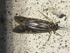 Macrostemum zebratum