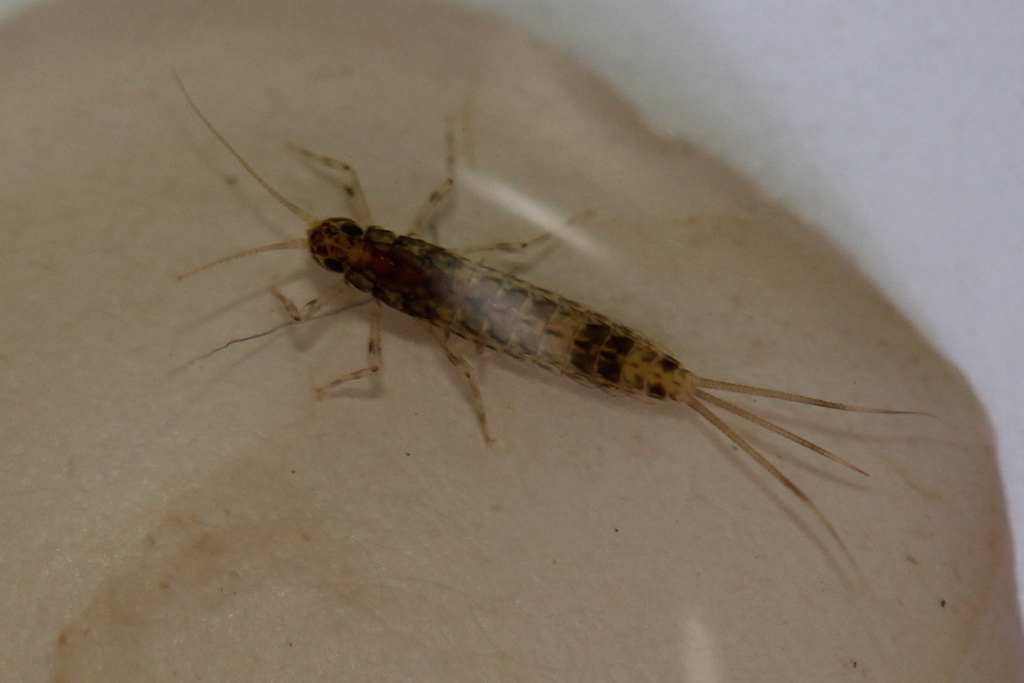 Acerpenna pygmaea