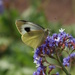 Canary Islands' Large White - Photo (c) sarachiarello, some rights reserved (CC BY-NC), uploaded by sarachiarello