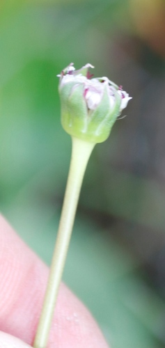 Image of Othonna digitata by (c) Tony Rebelo, some rights reserved (CC BY-SA)