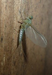 Callibaetis floridanus