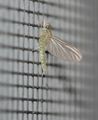 Callibaetis floridanus