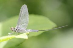 Callibaetis fluctuans