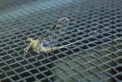 Callibaetis pretiosus