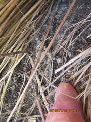 Scotophaeus pretiosus