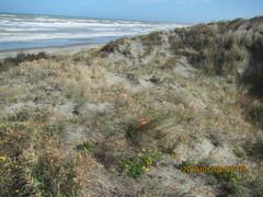 Scotophaeus pretiosus