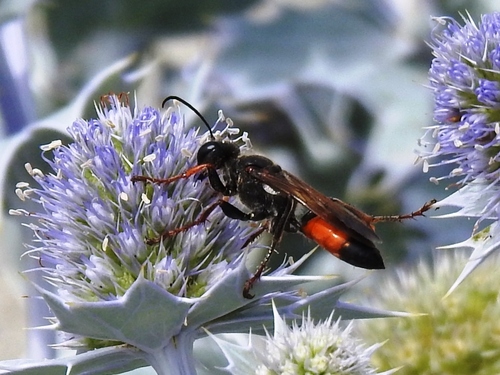 Golden Digger Wasp, Borssele, Netherlands, photo 5 of 10