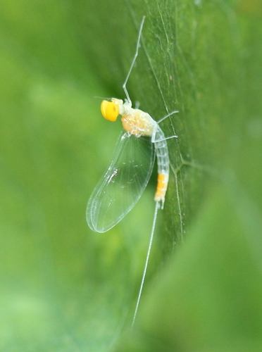 Procloeon nelsoni