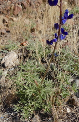 Lupinus havardii
