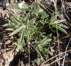 Lupinus havardii