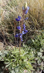 Lupinus havardii