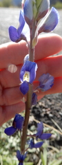 Lupinus havardii