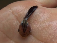 Microhyla