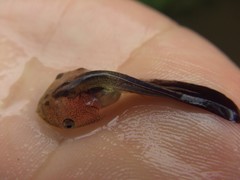 Microhyla