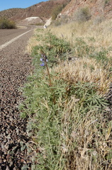 Lupinus havardii