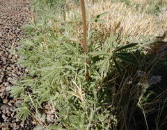 Lupinus havardii