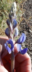 Lupinus havardii