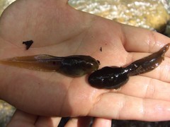 Clinotarsus penelope