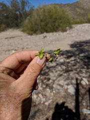Ruellia californica peninsularis