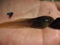 Clinotarsus penelope