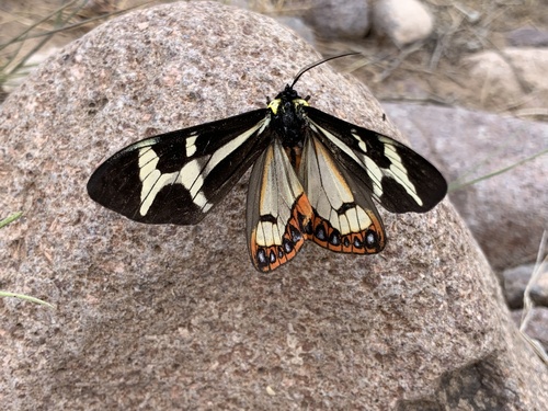 Northern Giant Flag Moth photo 3