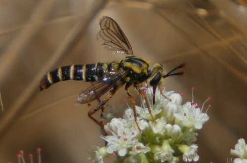 Pseudonomoneura hirta photo 3