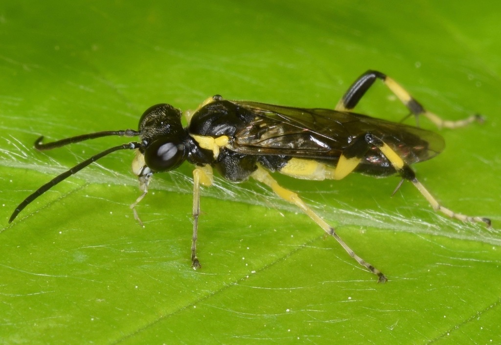 Macrophya flavicoxae