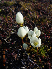 Gentianella muelleriana