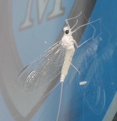 Maccaffertium terminatum