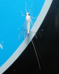 Maccaffertium terminatum