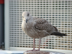 Larus argentatus