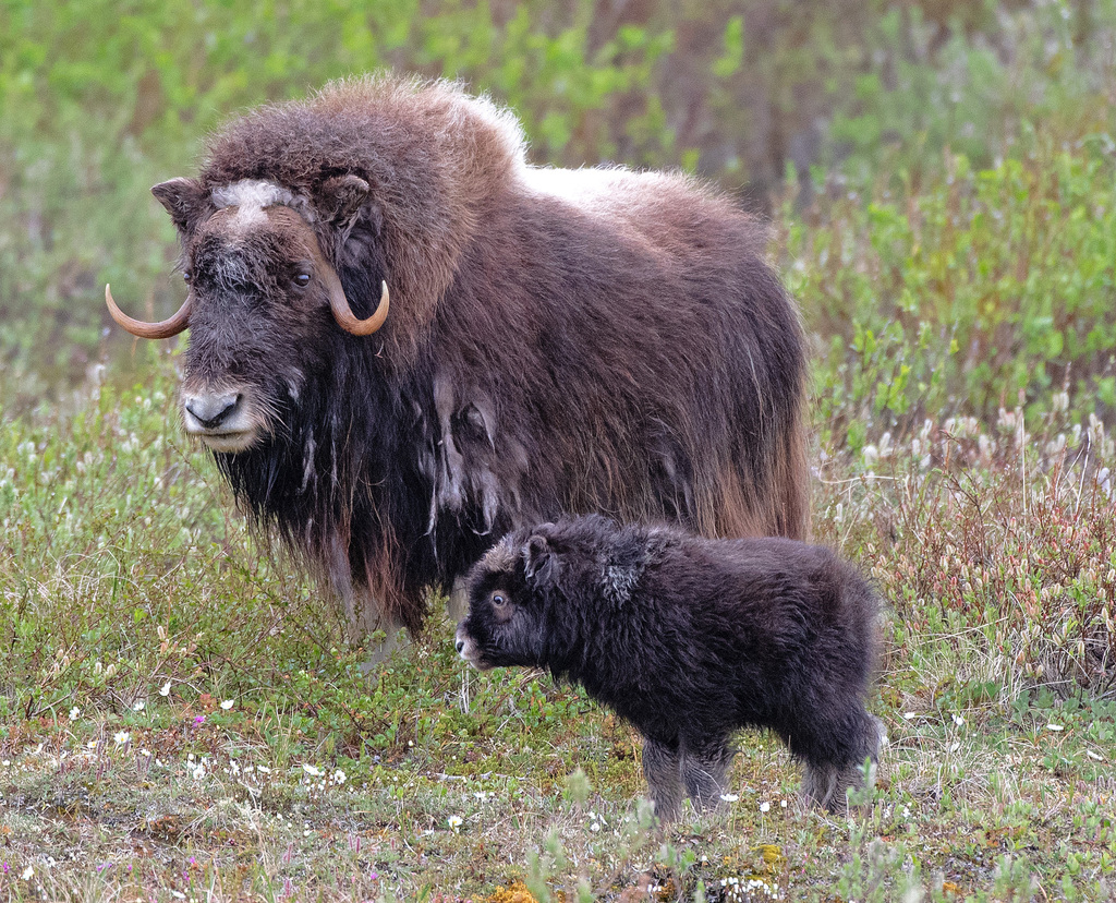 Ovibos moschatus, Nome, AK, USA, by kbbutler