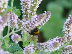 Bombus