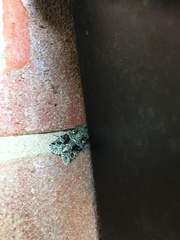 Lacinipolia explicata