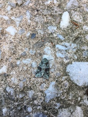 Lacinipolia explicata