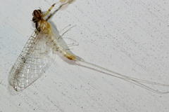 Stenacron interpunctatum