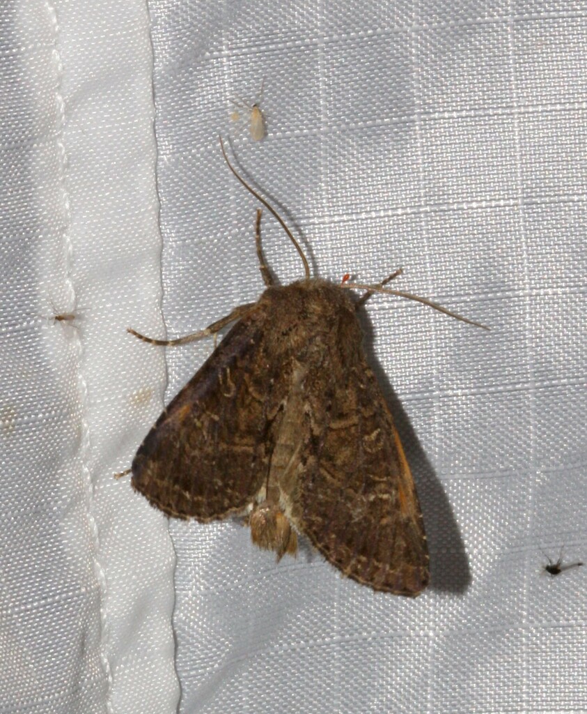 Glassy Cutworm Moth from Métis-sur-Mer, La Chanterie, QC, Canada on ...