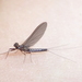 Soft Prong-gilled Mayfly - Photo (c) Even Dankowicz, some rights reserved (CC BY), uploaded by Even Dankowicz