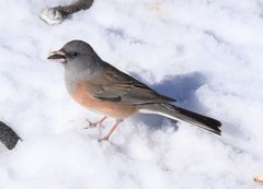 Junco hyemalis mearnsi