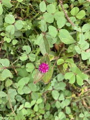 Gomphrena globosa