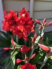 Hippeastrum