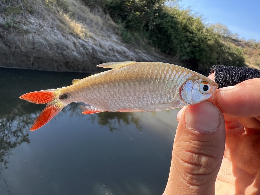 Redfin robber (Brycinus affinis) — Alestidae