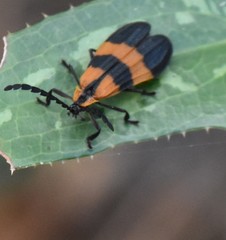 Calopteron discrepans