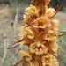 Slender Broomrape - Photo (c) Carles Fabregat, some rights reserved (CC BY-NC), uploaded by Carles Fabregat