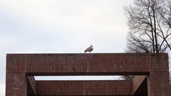 Alopochen aegyptiaca