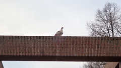 Alopochen aegyptiaca